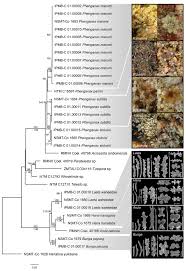 He was also awarded the title tun as a reward for his service. A First Phylogenetic Study On Stoloniferous Octocorals Off The Coast Of Kota Kinabalu Sabah Malaysia With The Description Of Two New Genera And Five New Species