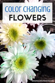 You may choose to simply send a bear with roses to your beloved too if you prefer. Color Changing Flower Science Experiment Spring Stem