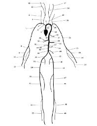 It takes in deoxygenated blood through the veins and delivers it to the lungs for oxygenation before pumping it into the various arteries (which provide oxygen and nutrients to body tissues by transporting the blood throughout the body). Connectivity Of The 55 Main Arteries In The Human Arterial System Download Scientific Diagram