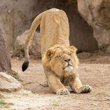 Denver Zoo Couples Pass One Year By Spur Experiences Bed Bath Beyond In 2021 Denver Zoo Animals Wild Animals Beautiful