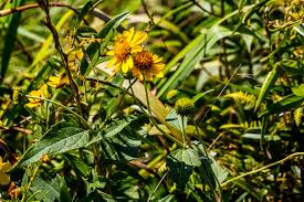 Image result for Tarenna pavettoides