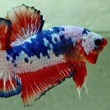 Betta And Guppy Davao City Philippines Posts Facebook