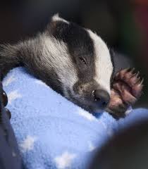 29 Animals Waving Goodbye For The Winter Cute Small Animals Cute Animals Animals