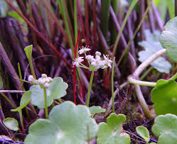 Image result for Hydrocotyle