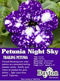 Petunia Night Sky Ground Breaking New Color Pattern On A Mounded Trailing Petunia Variety Boldly Goe Night Sky Petunia Petunias Bloom Where Youre Planted