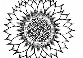 Mewarnai gambar sketsa bunga sepatu secara mudah dan sederhana dapat kalian lakukan. Cara Mewarnai Gambar Bunga Matahari