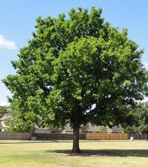 These trees are spread across. Pin By Bo Fraser On Gardening Backyard Oasis Backyard Tree