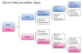 Mitochondrial Dna Tests Isogg Wiki