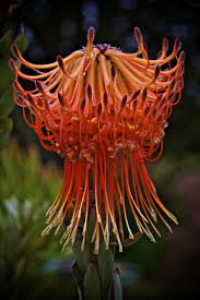 This category contains the native flora of south africa.the world geographical scheme for recording plant distributions (wgsrpd) does not recognize south africa as a whole, instead dividing it into four regions: South African Flowers South African Flower South African Flowers African Flowers Flowers