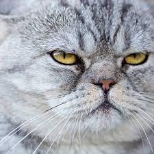What Do Cats Think About Us You May Be Surprised