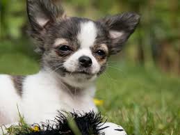 Prices usually range $2500 to $4000. Deer Head Chihuahua Vs Apple Head Chihuahua Get The Facts The Dog People By Rover Com