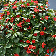 Image result for Impatiens keilii