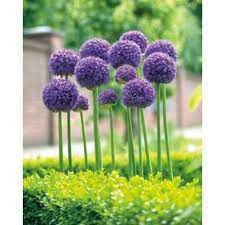 Garden State Bulb 3 Pack Gladiator Allium Bluhende Pflanzen Pflanzen Garten Pflanzen