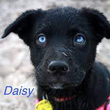 301 Unique Names For Dogs With Blue Eyes Pethelpful