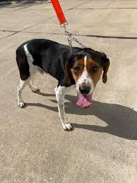 UPDATE: Owner has been found, thanks for all your help. This curious fellow  was found wandering in the Westwind Trace development off of River Rd. Very  friendly and looking for his owners!