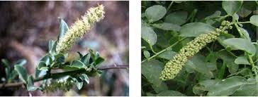 Image result for Phytolacca dodecandra