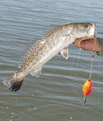How To Catch Spotted Sea Trout Trout Fishing Tips Saltwater Fishing Freshwater Fish