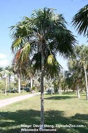 Here are some illustrations of different types of palm trees from various habitats around the world, there are thirty. Types Of Palm Trees In Florida With Pictures And Names