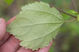 Image result for Triumfetta pentandra