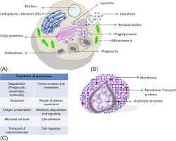 Stem cells have a cell membrane, surrounding the cytoplasm. Lysosome An Overview Sciencedirect Topics