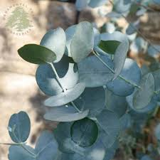 Actually, it's only 4ft at the moment as son went to town on it! Eucalyptus Gunnii Azura Buy Small Evergreen Cider Gum Trees