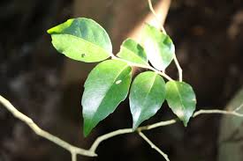 Image result for Drypetes gerrardii