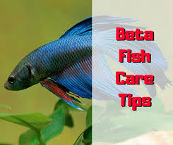 How To Take Care Of Betta Fish With Images Betta Fish Betta Fish Care
