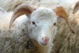 Unta, sapi, kambing, dan domba bisa dijadikan pilihan sebagai hewan kurban. Berapakah Minimal Usia Kambing Untuk Aqiqah Ini Dia Penjelasannya