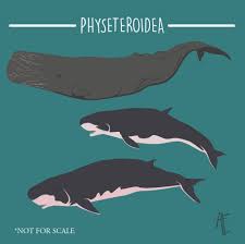 Check spelling or type a new query. Spinelesschordatehiatus Spine On Twitter Nih Infografis Mengenai Tiga Spesies Paus Sperma Infographics About The Three Extant Sperm Whales It S In Indonesian Sciart Https T Co Otwmnct8zh