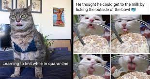 Of course, there is only one correct way of doing that: Memebase Caturday All Your Memes In Our Base Funny Memes Cheezburger