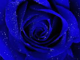 If you're in search of the best blue rose background, you've come to the right place. Blue And White Rose Wallpapers Top Free Blue And White Rose Backgrounds Wallpaperaccess