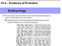 It's a fill in the blank thing. 16 4 Evidence Of Evolution 16 4 Evidence Of Evolution Ppt Download