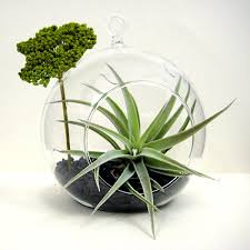 When it comes to sprucing up a home, one item in particular is a home décor staple: Create An Unforgettable Air Plant Terrarium