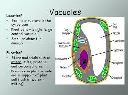 We did not find results for: Cell Structure And Function Plant Cell Animal Cell