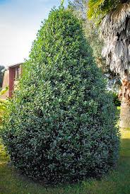 About sky pencil holly sky pencil hollies are narrow, columnar shrubs that grow up to 8 feet (2 m.) tall and 2 feet (61 cm.) wide. Robin Holly For Sale Online The Tree Center