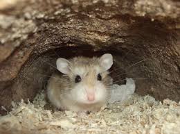 Fairy tales, animated films, flowers, anime, training coloring pages, nature, vegetables and fruit, cars, trees, animal, etc. Roborovski Dwarf Hamster Wikipedia