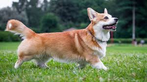 Resultado de imagen para corgi