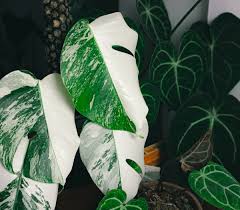 Image result for Araceae