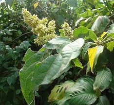 Image result for Cyathula natalensis