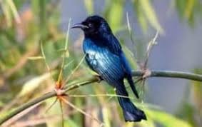 Flamboyan jantan gacor untuk masteran mp3 duration 10:35 size 24.22 mb / hendi bird home 5. Harga Burung Srigunting Terbaru Januari 2021 Update