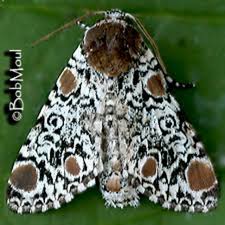 Image result for Polysphaeria harrisii