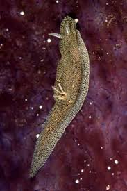 Image result for Glossostelma