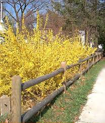 Forsythia Flowering Shrubs Forsythia Bush Colorful Shrubs