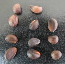 Image result for Thespesia acutiloba