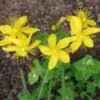 Image result for Hypericum aethiopicum