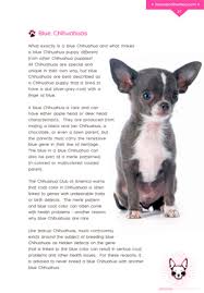 What Is A Blue Chihuahua How Are Blue Chihuahua Puppies