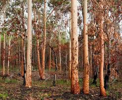 Locations will be posted daily. Earthy Tones Regrowth Of Eucalypt Gumtree Forest Woodland After Stock Photo Picture And Royalty Free Image Image 17185127