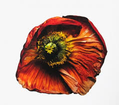 Of wendell, charlie grubb (stephanie) of berea, thomas grubb (lucy) of jacksonville, florida, sister, pamela pearson (mark) of newton; Irving Penn S Flowers David Campany