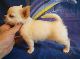 Standard, bronze, silver, gold, and platinum. Chihuahua Exclusive The Mini Boy Of A Cream Color Buy In