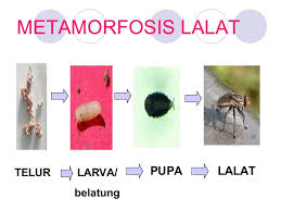 Daur Hidup Hewan